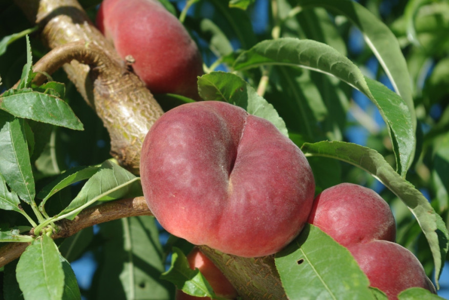 Prunus persica 'Flat pretty ®' / Pêcher