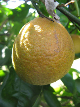 Citrus x clementina 'Marisol' / Clémentinier sur C35