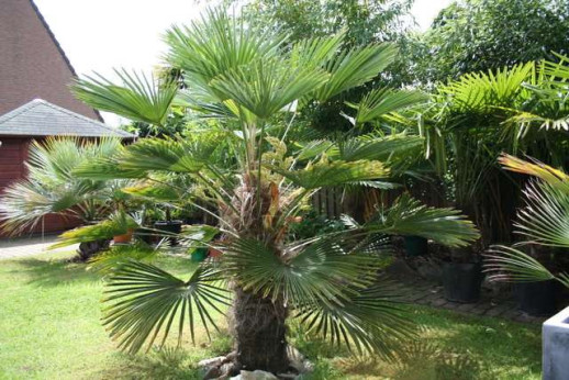 Trachycarpus wagnerianus / Palmier nain de Chusan