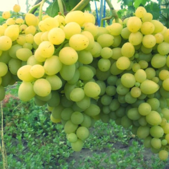 Vitis vinifera 'Dattier de St Vallier' / Vigne (résistante mala.)
