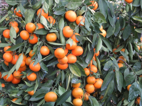 Citrus x unshiu 'Okitsu' / Mandarinier satsuma sur C35