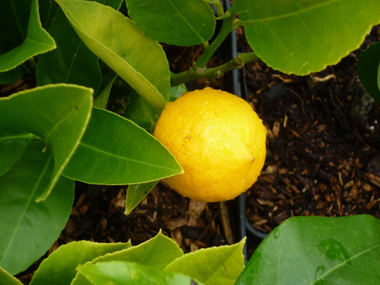 Citrus x 'Meyeri' / Citronnier jaune sur FA5®