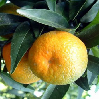 Citrus x clementina 'Clemenules' / Clémentinier sur FA5®