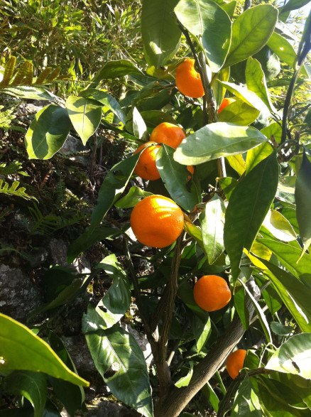 Citrus x unshiu / Mandarinier satsuma sur volkamériana