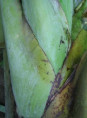 Musa dwarf Namwah kohm 'Pisang awak' (bananier fruitier)