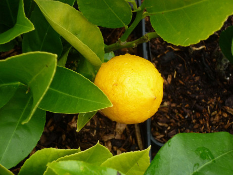 Citrus x 'Meyeri' / Citronnier jaune sur Poncirus