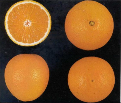 Citrus x sinensis 'Ambersweet' / Orange sur poncirus