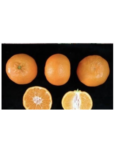Citrus x clementina 'Clemenules' IGP Corse / Clémentinier