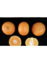 Citrus x clementina 'Clemenules' IGP Corse / Clémentinier
