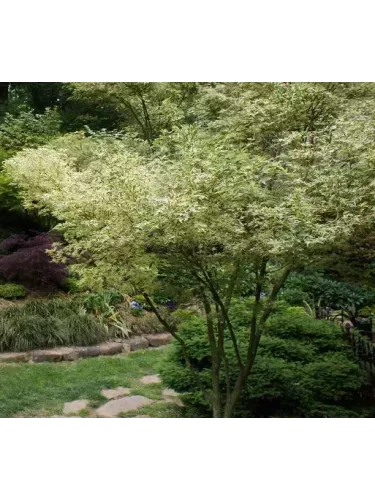 Acer palmatum 'Butterfly' / Erable du Japon