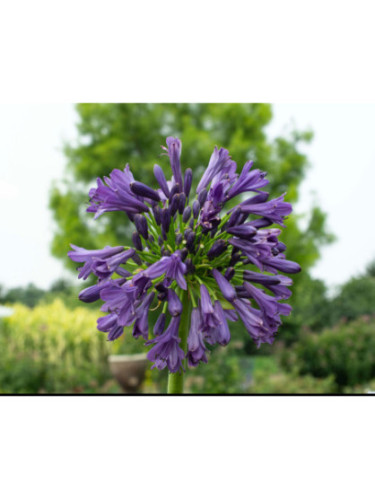 Agapanthe Purple delight