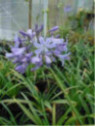 Agapanthe Purple delight