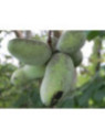 Asimina triloba 'Kentucky champion®' / Asiminier / Paw Paw