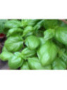 Basilic 'Grand vert' - Ocimum basilicum