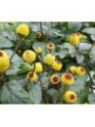 Brède mafane - Cresson de Pará - Spilanthes acmella