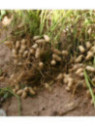 Cacahuète Arachis hypogea