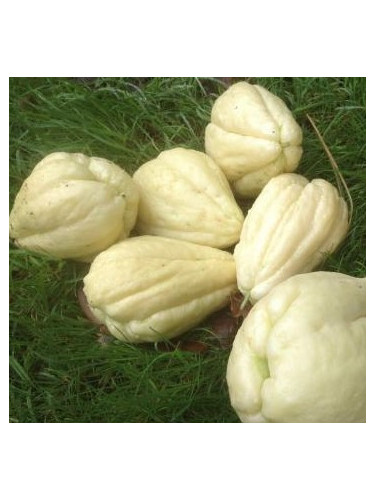Christophine blanche / chouchou / chayotte / Sechium edule