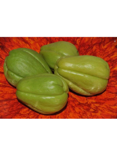 Christophine verte / chouchou / chayotte - Sechium edule
