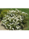 Cistus x corbariensis