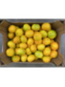 Citrus x clementina 'Oronules' - Clémentine Corse / Clementinier