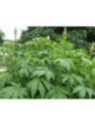Cleome arborescente 'Anomala'