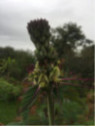 Cleome arborescente 'Anomala'