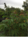 Cleome arborescente 'Anomala'