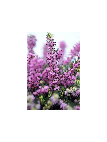 Bruyere d'hiver (rouge) 'Karmer's Rote'