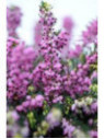 Bruyere d'hiver (rouge) 'Karmer's Rote'