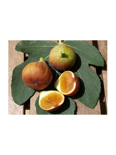 Ficus 'Madeleine des 2 saisons' / Figuier