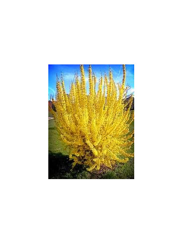 Forsythia 'Spring glory'