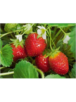 Fraisier 'Mara des bois' remontant