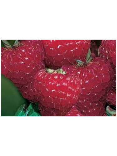 Rubus Idaeus 'Zéva' / Framboisier (remontant)