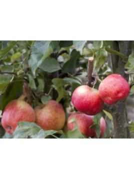 Fruitier nain pommier Gala