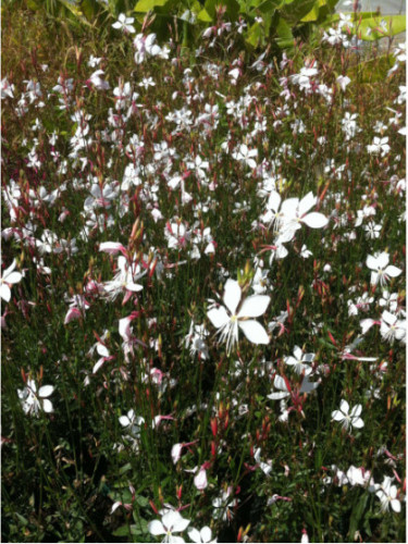 Gaura lindheimeri 'Whirling butterflies'