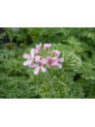Pelargonium graveolens 'Lady Plymouth' / Géranium menthe poivrée