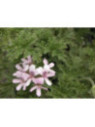 Pelargonium capitatum 'Attar of Roses / Géranium rose