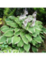 Hosta fortunei 'Aureomarginata'