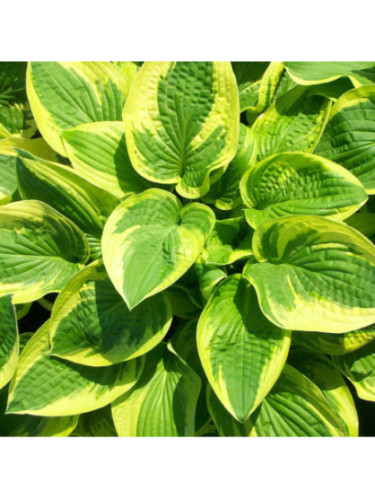 Hosta 'Wide brim'