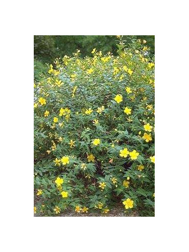 Hypericum 'Hidcote' / Millepertuis arbustif