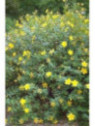 Hypericum 'Hidcote' / Millepertuis arbustif