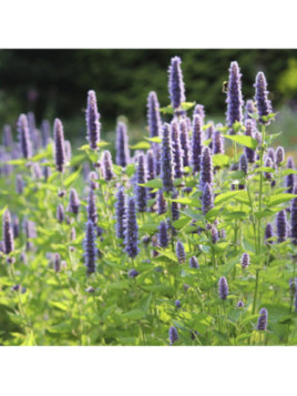 Hysope anis réglisse - Agastache foeniculum