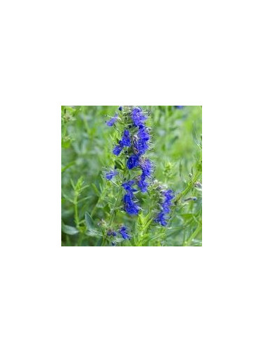 Hysope officinale - Hyssopus officinalis