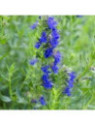 Hysope officinale - Hyssopus officinalis