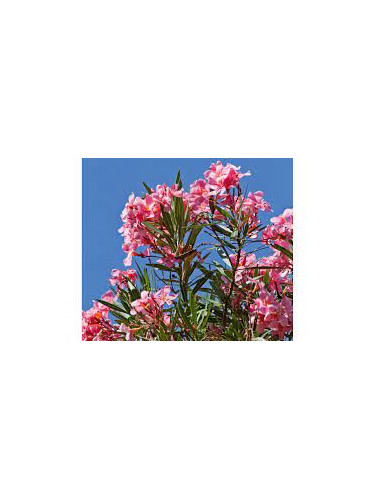 Laurier fleur loulou
