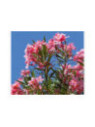 Laurier fleur loulou