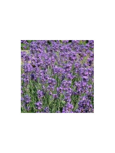 Lavande angustifolia 'Munstead'