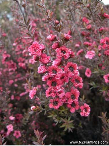 Leptosperum 'Rosa'