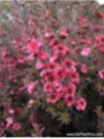 Leptosperum 'Rosa'