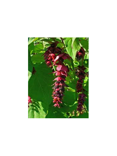 Leycesteria formosa / Arbre à faisan